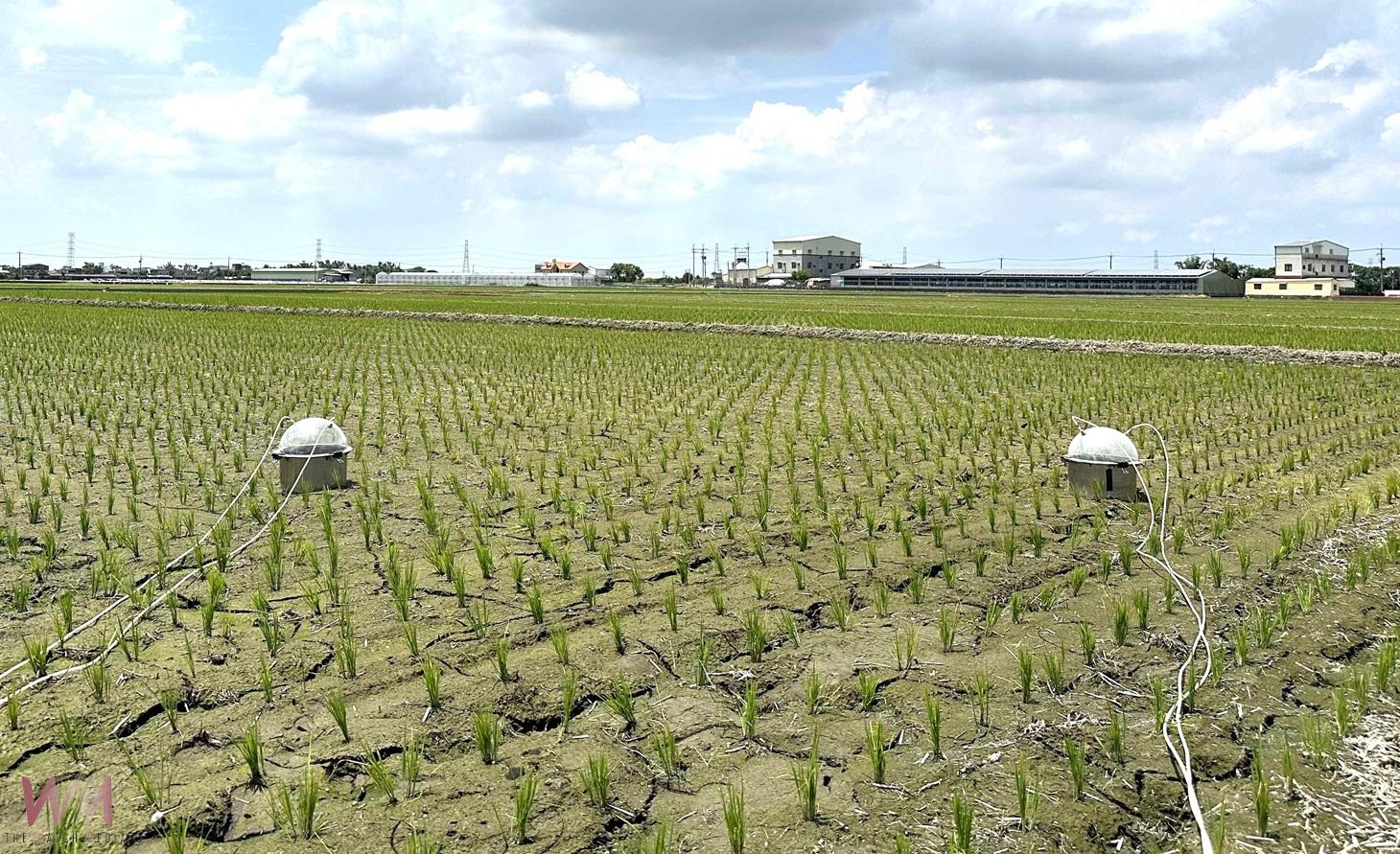 益生菌助稻田大減排 雲林低碳稻作成果亮眼 - https://www.watchmedia01.com