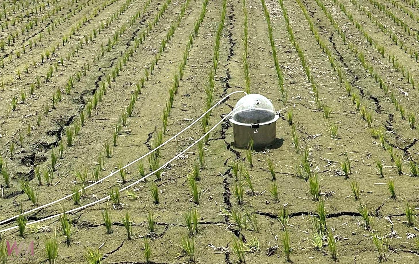 益生菌助稻田大減排 雲林低碳稻作成果亮眼 - https://www.watchmedia01.com