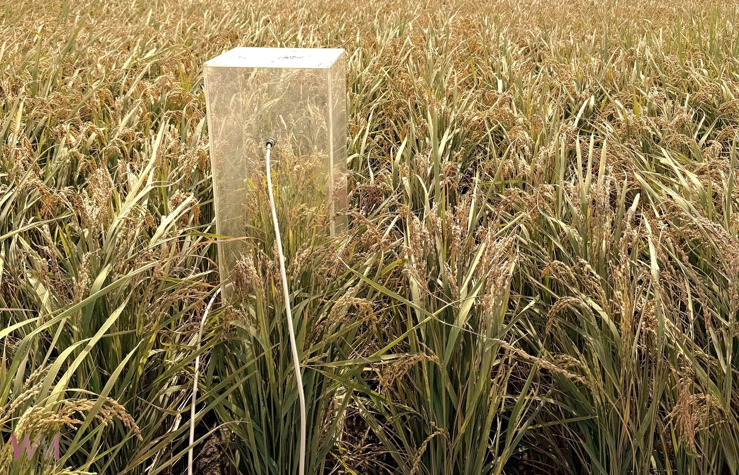 益生菌助稻田大減排 雲林低碳稻作成果亮眼 - https://www.watchmedia01.com