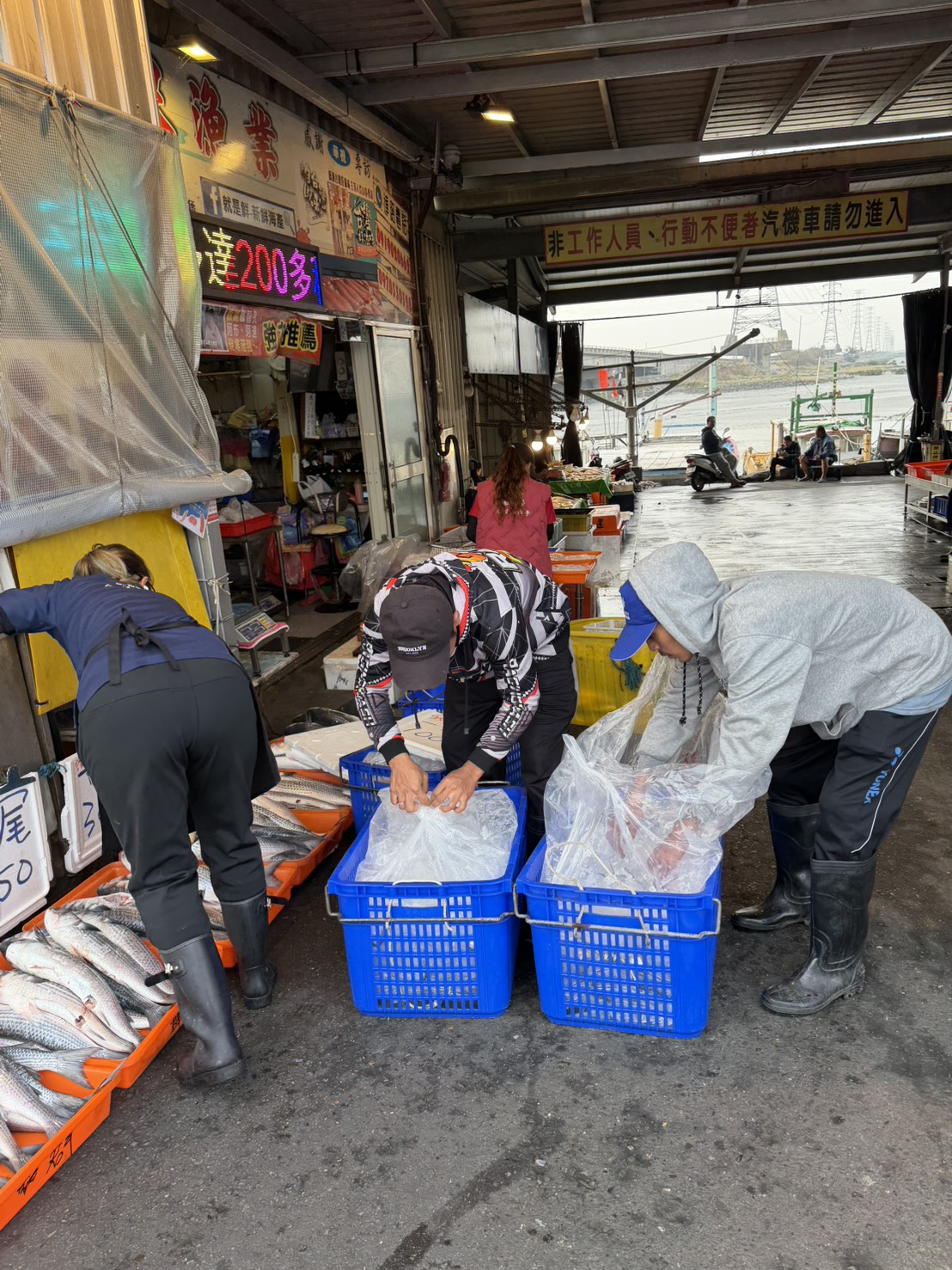 (有影片)/線西塭仔港4000尾烏魚湧現 野生烏魚子搶翻天 - https://www.watchmedia01.com