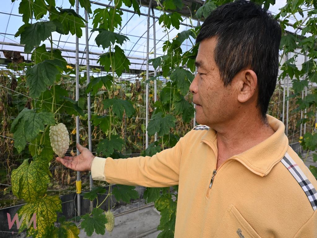 冬季蔬菜供應鏈新亮點 永靖青農邱余盛潔白苦瓜提升市場競爭力 - https://www.watchmedia01.com