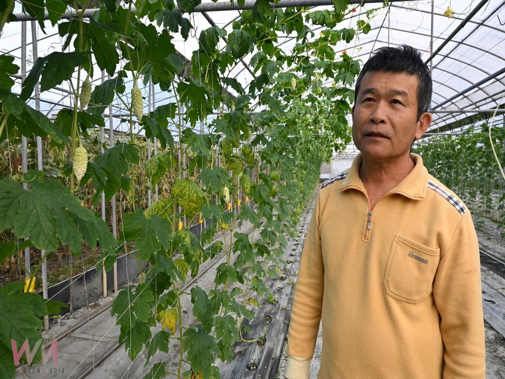 冬季蔬菜供應鏈新亮點 永靖青農邱余盛潔白苦瓜提升市場競爭力