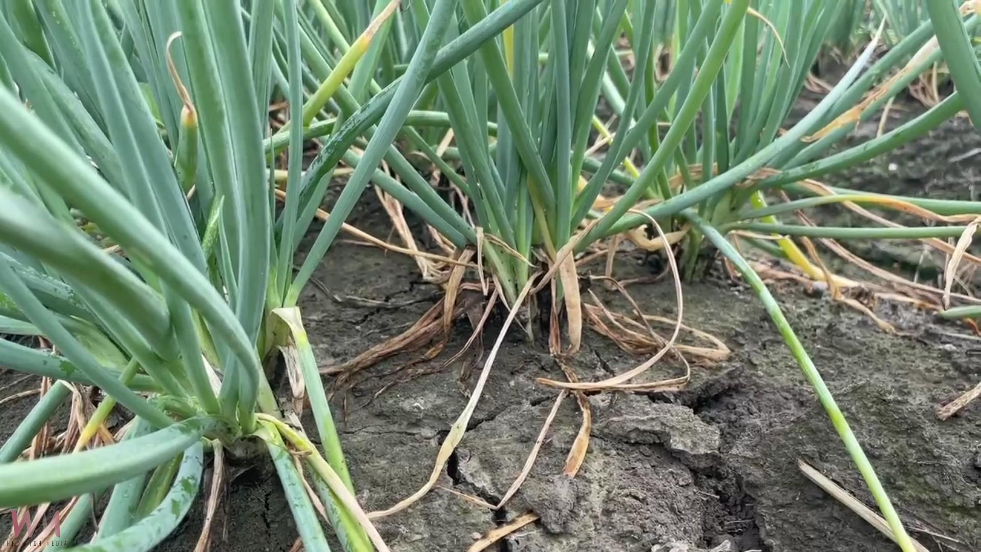 芳苑青蔥田開放自採 市價10元中低收入戶免費5台斤 - https://www.watchmedia01.com