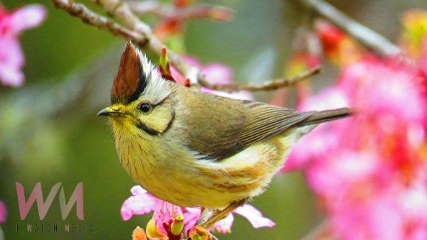 結合森林鐵道與櫻花美景 阿里山賓館推春節住宿優惠 - https://www.watchmedia01.com