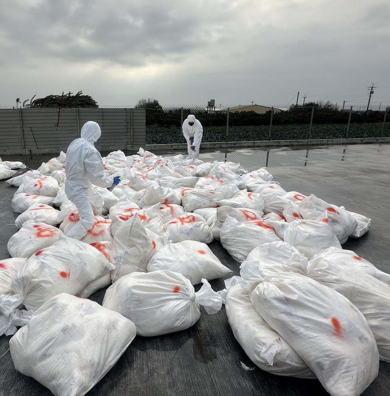 芳苑鄉蛋雞場爆H5N1禽流感　2萬7千隻蛋雞完成撲殺 - https://www.watchmedia01.com