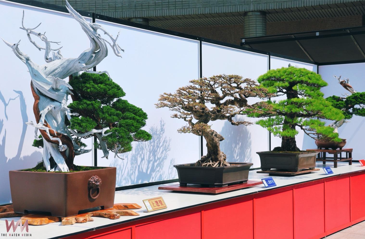 千姿百韻生命藝術 2026中華盆栽作風展科博館盛大登場 - https://www.watchmedia01.com