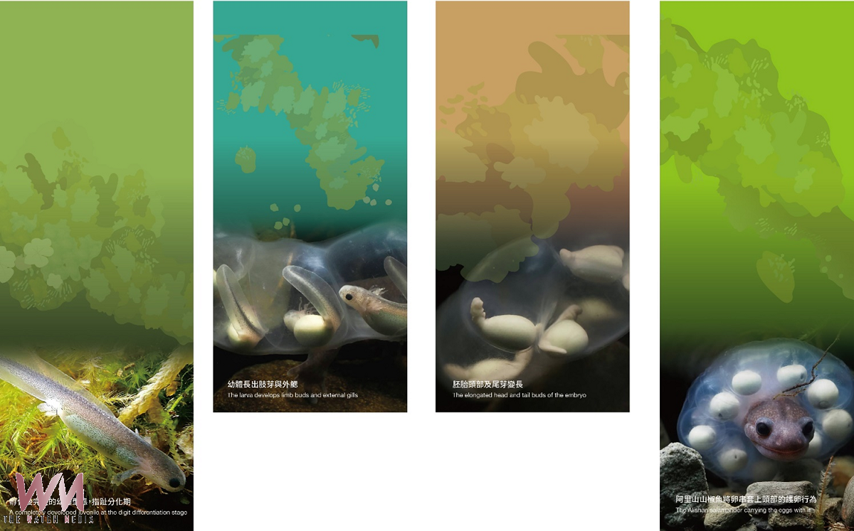 玉山塔塔加~「微笑精靈~阿里山山椒魚特展」 - https://www.watchmedia01.com