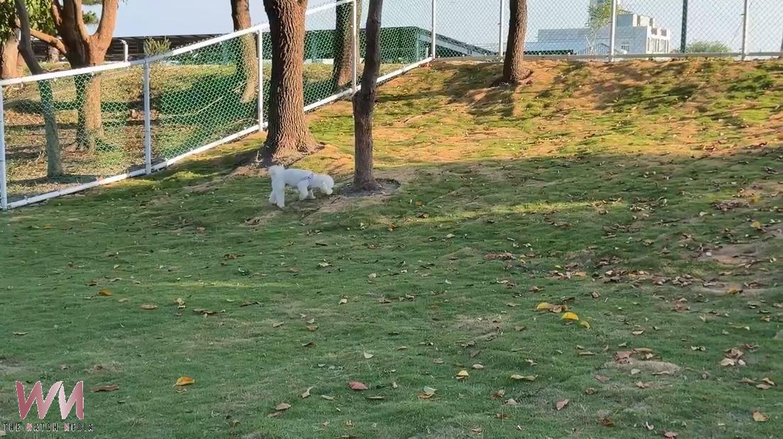 毛孩玩一玩腳竟流血!秀水寵物公園驚見碎玻璃 - https://www.watchmedia01.com