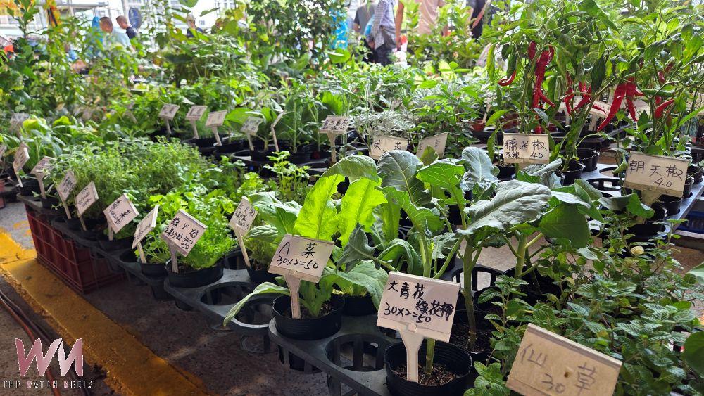 三重重新橋觀光市集10月9日「市集情意農」 農夫裝扮享限量蔬果1元購