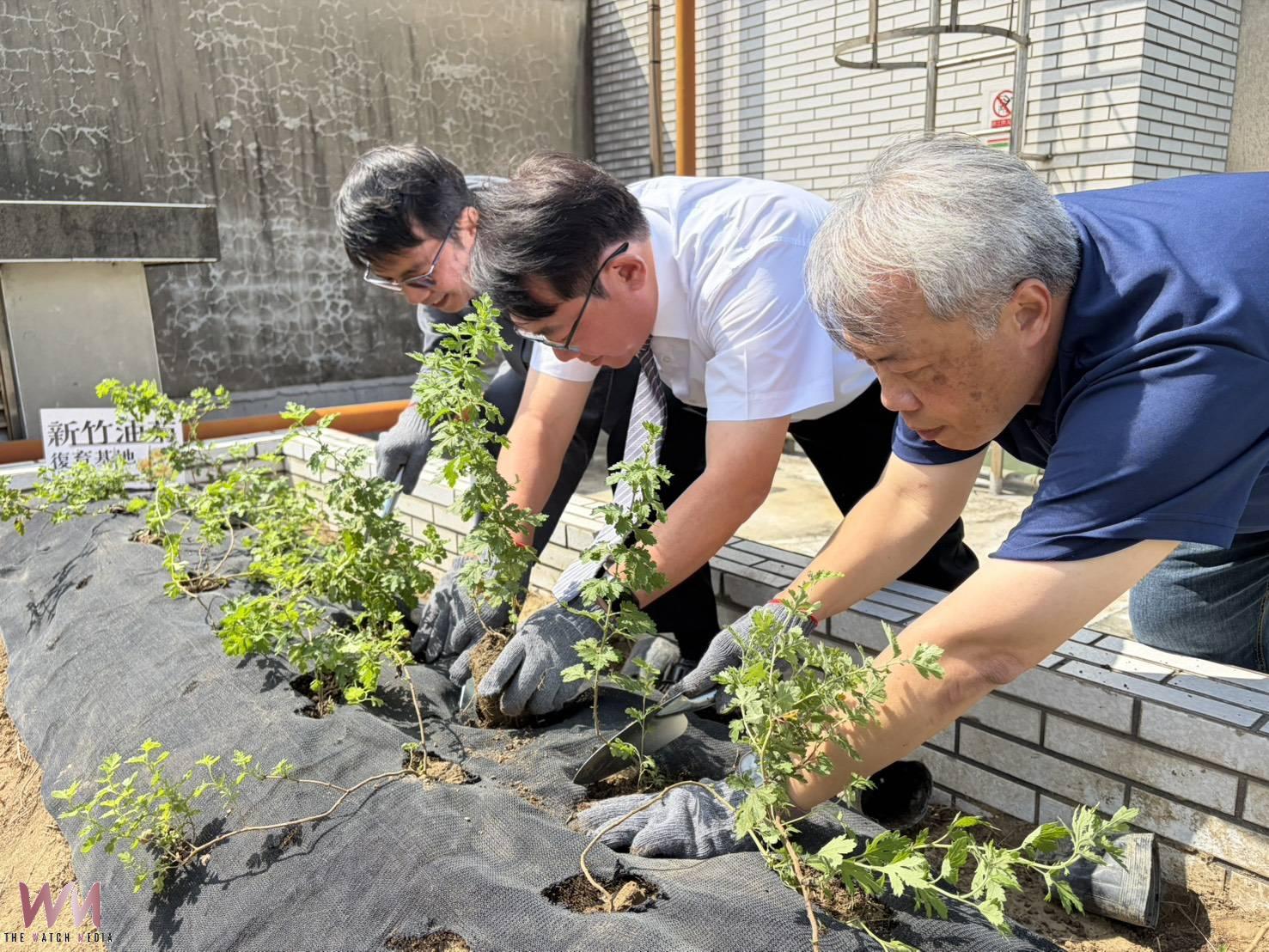 新竹郵局遇見「新竹油菊」 串聯郵政、保育與社區力量守護受威脅植物 - https://www.watchmedia01.com