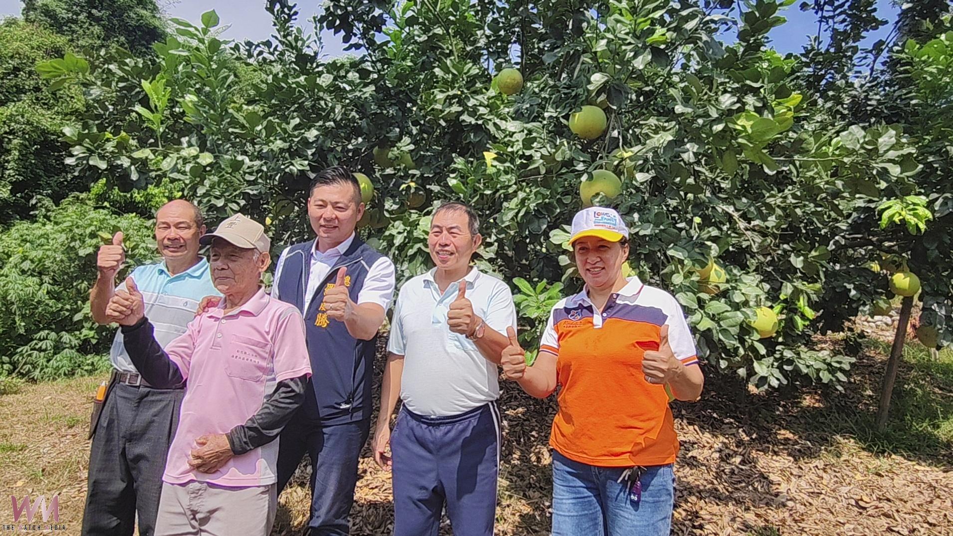 (有影片)/二水白柚開賣了!老欉果肉香甜 買回家放10天更好吃 - https://www.watchmedia01.com