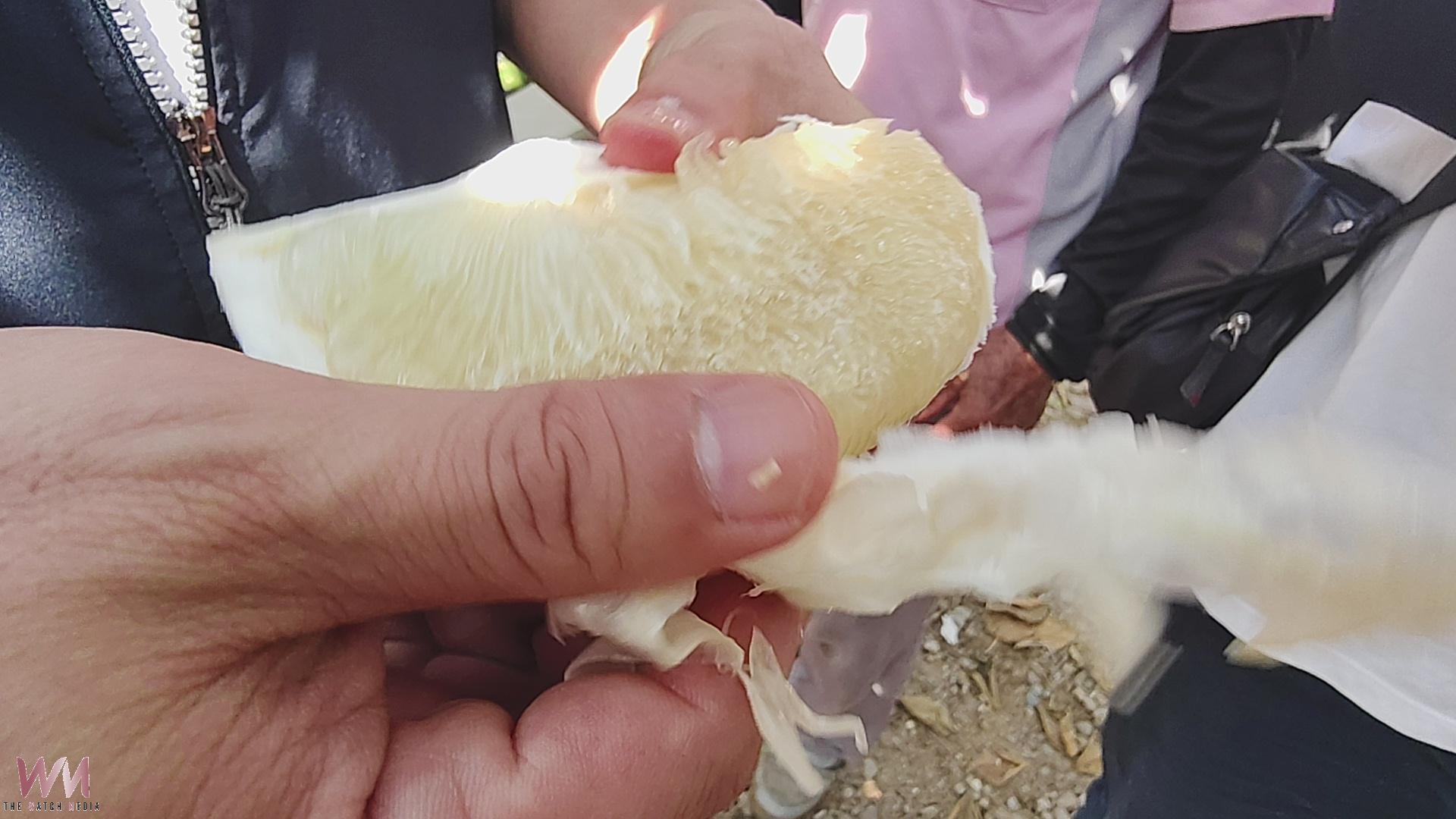 (有影片)/二水白柚開賣了!老欉果肉香甜 買回家放10天更好吃 - https://www.watchmedia01.com