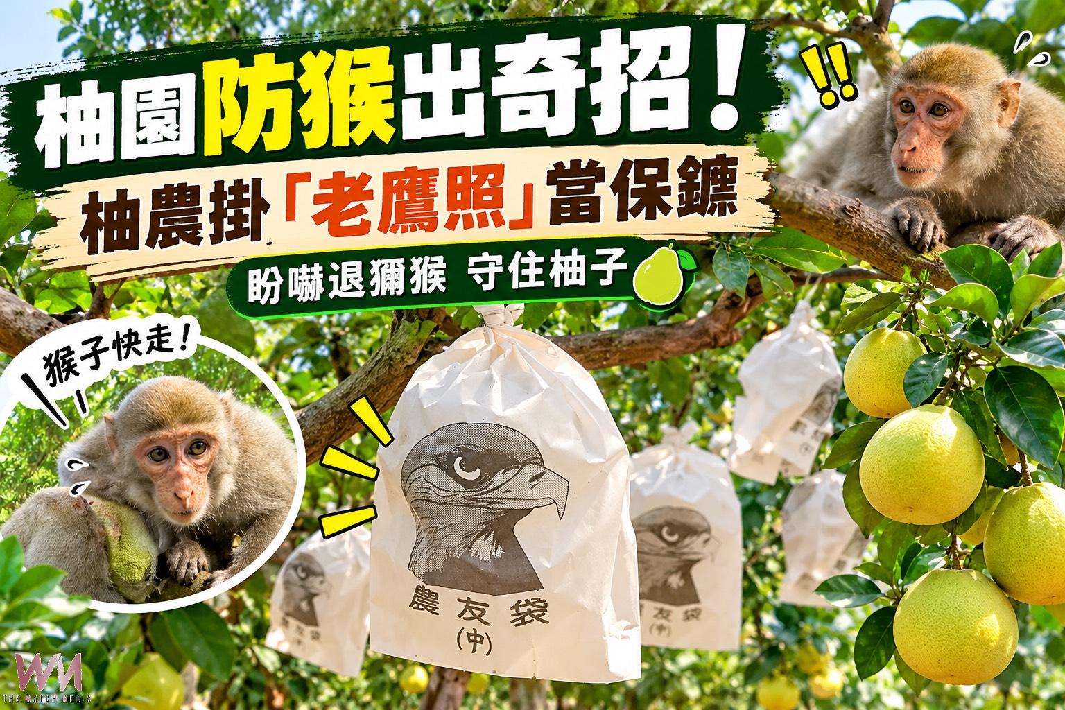 （有影片）／白柚長出「鷹眼」！二水果園布下猛禽大軍　防猴偷吃