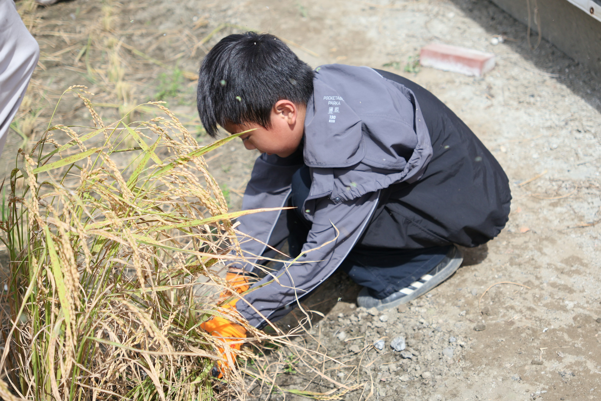 (有影片)/高鐵跑得快、稻米慢慢長!香田學童下田割稻學惜食 - https://www.watchmedia01.com