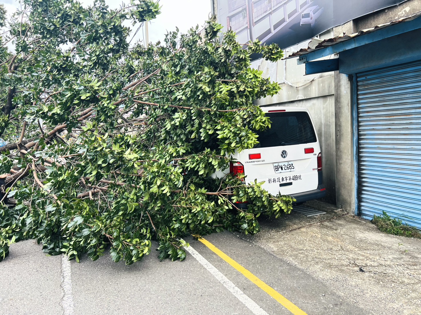 薔琵颱風狂吹!彰化6層樓高巨樹倒下 救護車遭殃 - https://www.watchmedia01.com
