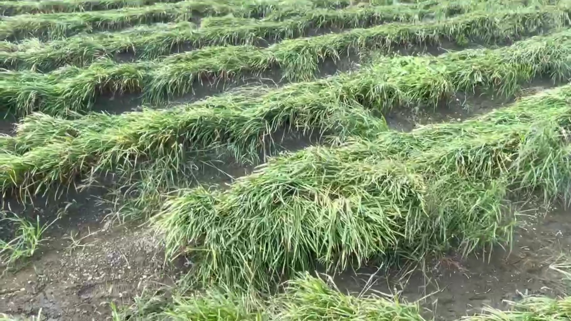 （有影片）／薔琵颱風吹壞彰化菜田！王惠美勘災爭取農損補助