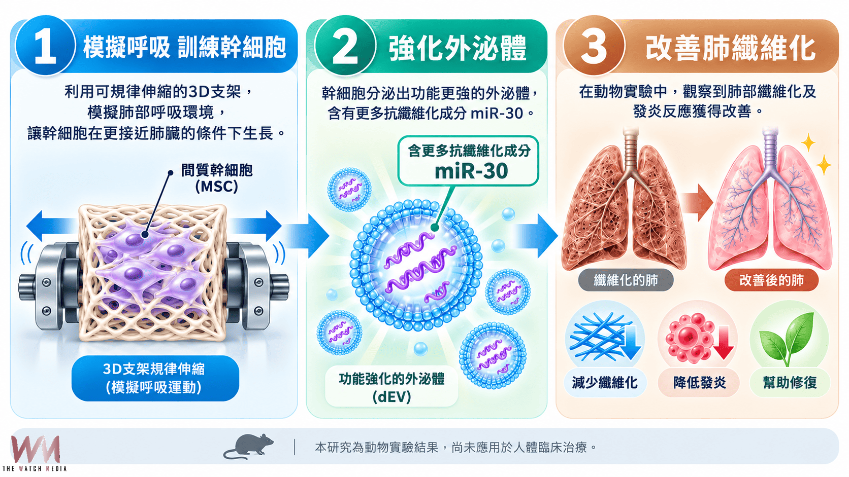 對抗菜瓜布肺新突破　中醫大附醫研究改善肺纖維化登國際期刊