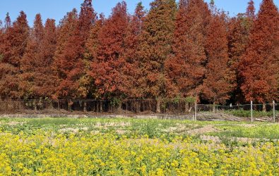 芬園鄉貓羅溪附近暗藏一處絕美秘境，落羽松、波斯菊與油菜花同框，一次蒐集到紅、紫、黃3色齊的畫面，超級吸睛。（攝影師米諾斯提供）