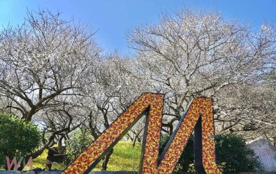 梅山公園梅花綻放，嘉縣府邀賞平地雪。（圖/嘉義縣政府提供）