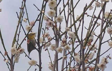 芬園鄉花卉生產休憩園區鴛鴦梅盛開，園區內的1萬棵鴛鴦梅花開如火如荼，雪白的花朵點綴著枝頭，如同白雪覆蓋一般。（米諾斯提供）