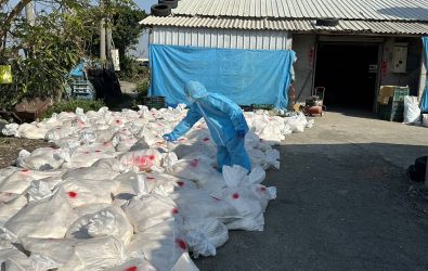 芳苑鄉一處蛋雞場爆發新型H5N1亞型高病原性禽流感，1萬7,000隻蛋雞遭到撲殺，物防疫所派員完成撲殺及消毒工作。（彰化縣政府提供）