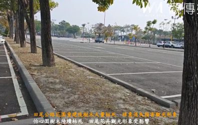 田尾公路花園怡心園工程改建時疑似將營建廢棄土方回填，造成樹木根部因無法正常排水及通氣，逐漸出現枯死現象。（記者陳雅芳攝）