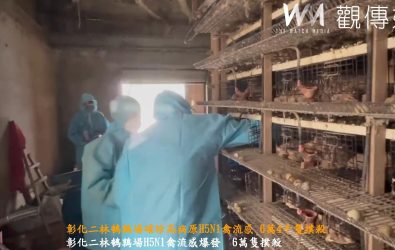二林鎮一鵪鶉養殖場內的鵪鶉感染新型H5N1亞型高病原性禽流感病毒，彰化縣動物防疫所派員撲殺清場及消毒工作。（記者陳雅芳攝）