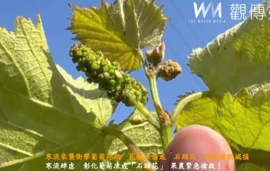 寒流來襲衝擊葡萄花期　花穗凍傷成「石頭花」果農搶救減損