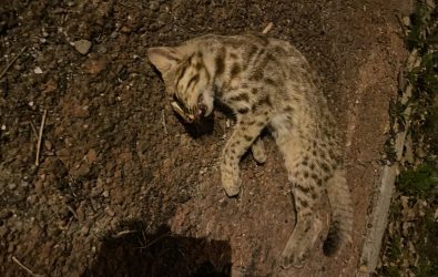 一隻疑似石虎的動物死於花壇鄉東外環道路旁，經過初步辨識，該動物的斑紋特徵與石虎相符，疑遭路殺。（花壇鄉代表翁啟祐提供）