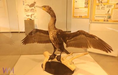 ▲鰲鼓濕地生態展示館展出鸕鶿標本，讓民眾近距離觀察鸕鶿獨特的身體構造。（圖/林保署提供）