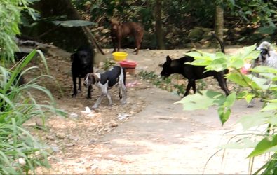 彰化縣流浪狗數量龐大，不僅影響當地衛生，還屢次發生追咬事故，139線等主要交通道路也是流浪狗活動頻繁的地方。（記者陳雅芳攝）