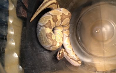 球蟒逛大街，消防局將這條球蟒送往動物防疫所，由於至今尚無人認領，動防所已公告開放認養。（彰化縣動物防疫所提供）