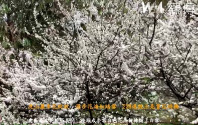 花壇鄉虎山巖李樹正值花開盛期，雪白的花朵，舖滿山頭，風過花瓣隨風飄落，宛若下雪，吸引許多民眾前來欣賞、拍照。（記者陳雅芳攝）
