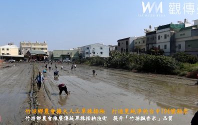 竹塘鄉農會擴大人工採種田單株播植作業，每次插單株秧苗，藉以提高去偽去雜的採種精準度。（記者陳雅芳攝）