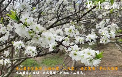 花壇鄉虎山巖值李花盛開季節，600棵李花齊放，純白花朵層層堆疊，將整座山坡妝點得宛如白雪皚皚，吸引大批遊客造訪。（記者陳雅芳攝）