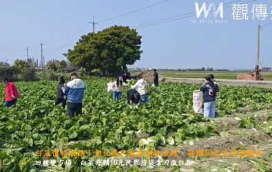 白菜價格跌破農民成本，讓溪州鄉的廖姓農民開放民眾自採，每顆白菜只要10元，希望能多少回收一點成本，也讓大家撿便宜。（記者陳雅芳攝）