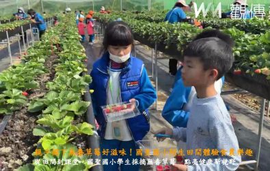 彰化市國聖國小學生來到「彰化市草莓園」進行食農教育，在大自然中親身體驗採摘草莓的樂趣。（記者陳雅芳攝）