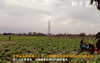 北漂經營建築業的莊姓鄉民購買5000顆包心大白菜運至基隆，菜農摸黑到農田採收包心大白菜。（縣議員李俊諭提供）