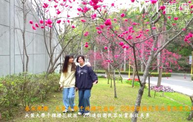 大葉大學校園內的千餘棵櫻花齊放，為校園染上一抹詩意的粉紅色彩，校方歡迎民眾趁著228連假前來賞花，漫步櫻花步道。（記者陳雅芳攝）