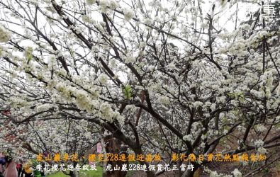 228連假期間，虎山巖周邊近700棵李樹花季進入盛開期，紅白交錯的花海景觀，將成為賞花民眾的熱門景點。（記者陳雅芳攝）