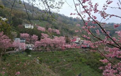 1140301-221復興區拉拉山櫻花爆開。