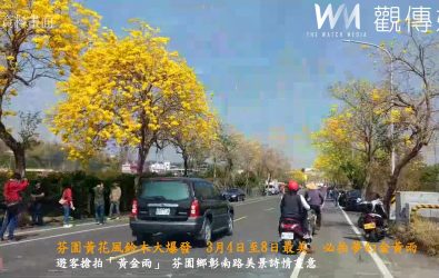 彰化縣芬園鄉彰南路沿線長達5公里的黃花風鈴木綻放，金黃燦爛的花海點綴道路兩側，宛如一條「黃金大道」，吸引不少遊客駐足拍照。（記者陳雅芳攝）