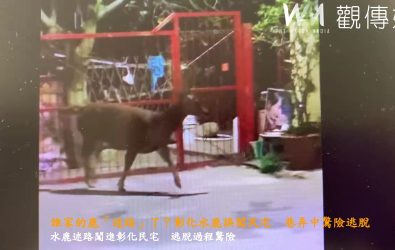 彰化市竹中里一處巷弄被水鹿闖入，水鹿橫衝直撞差點撞進民宅，也嚇到民眾。（民眾提供）