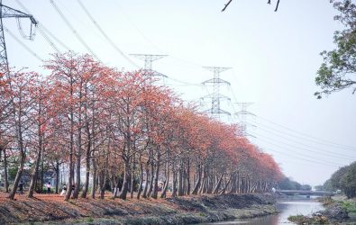 每年三月，彰化縣東螺溪沿岸的木棉花火紅綻放，吸引大批遊客前來賞花。（ 資料照 記者陳雅芳攝）