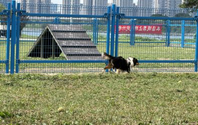 綠寶石寵物公園更新圍籬 高度及型式優化讓毛小孩可盡情奔跑