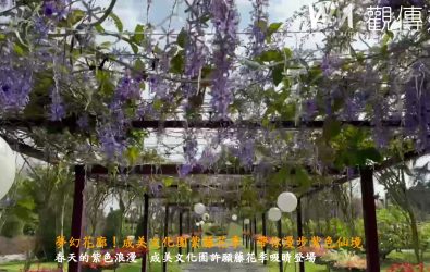 成美文化園內打造了兩條長達50多公尺的許願藤花廊，超過200株樹齡逾10年的老藤交織成一片紫色浪漫，讓人瞬間置身夢幻仙境。（成美文化園提供）