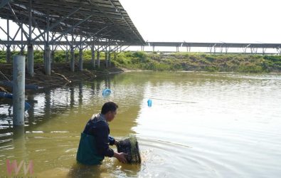 台泥綠能案場已正常進行漁業養殖。（圖/台泥公司提供）
