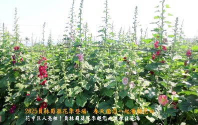 2025年蜀葵花季將於3月29日正式開幕，將為遊客們帶來不容錯過的花海奇觀。（記者陳雅芳攝）