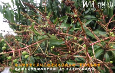 埔心鄉金蜜芒果開花期因寒流和降雨的影響，開花期染上炭疽病，導致花苞腐爛（蘇花），農損預估有二成。（記者陳雅芳攝）