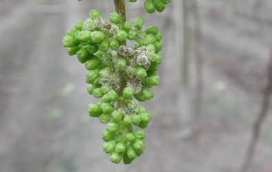 臺中區農業改良場在中部葡萄產區發現葡萄露菌病的發病跡象，強烈建議中部葡萄產區的農友加強防治措施。（臺中區農業改良場提供）
